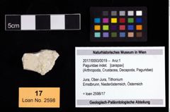 Foto (Objekt + Etikett) von Paguridae indet.  (NHMW-GEO-2017-0093-0019)